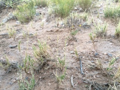 Muhlenbergia arenacea