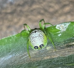Bijoaraneus praesignis