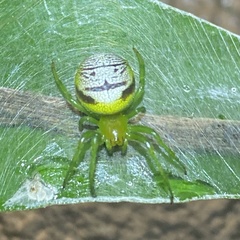 Bijoaraneus praesignis