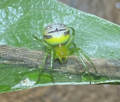 Bijoaraneus praesignis