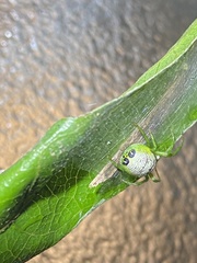 Bijoaraneus praesignis