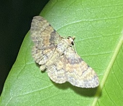 Gymnoscelis derogata