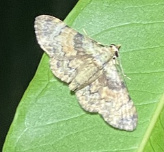 Gymnoscelis derogata