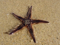 Astropecten polyacanthus