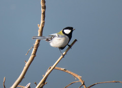 Parus minor