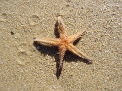 Astropecten polyacanthus