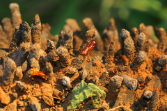 Ceratophaga vastella