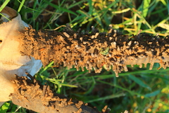 Ceratophaga vastella