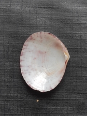 Semele purpurascens