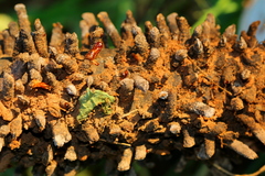 Ceratophaga vastella