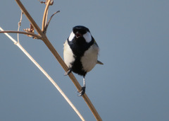 Parus minor