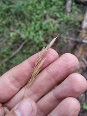 Bromus pumpellianus arcticus