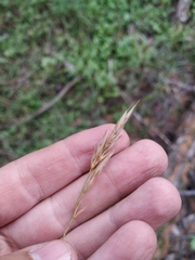 Bromus pumpellianus arcticus
