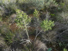 Asparagus mariae