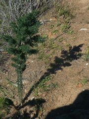 Asparagus mariae