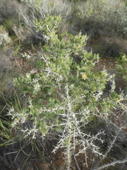 Asparagus mariae