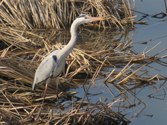 Ardea cinerea