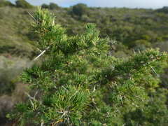 Asparagus mariae