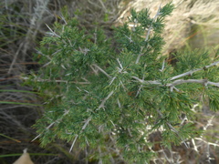 Asparagus mariae