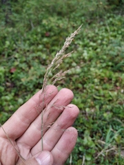 Calamagrostis angustifolia