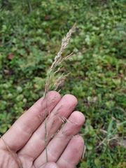 Calamagrostis angustifolia