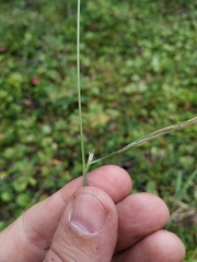 Calamagrostis angustifolia