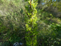 Asparagus mariae