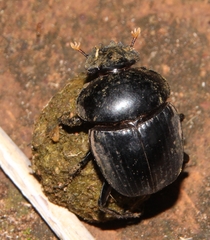 Scarabaeus rusticus