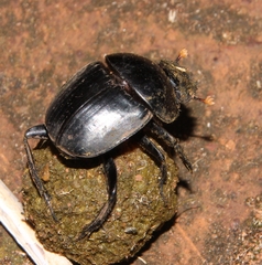 Scarabaeus rusticus