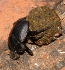 Scarabaeus rusticus