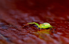 Misumenops rubrodecoratus