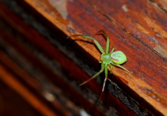 Misumenops rubrodecoratus