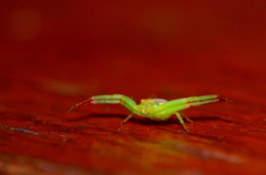 Misumenops rubrodecoratus