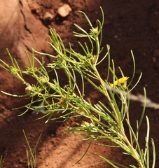 Geigeria burkei