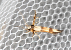 Stathmopoda pantarches