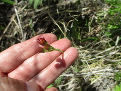 Tephroseris porphyrantha