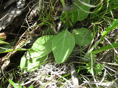 Tephroseris porphyrantha