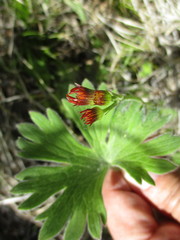 Tephroseris porphyrantha