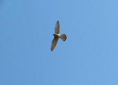 Falco tinnunculus