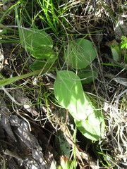 Tephroseris porphyrantha