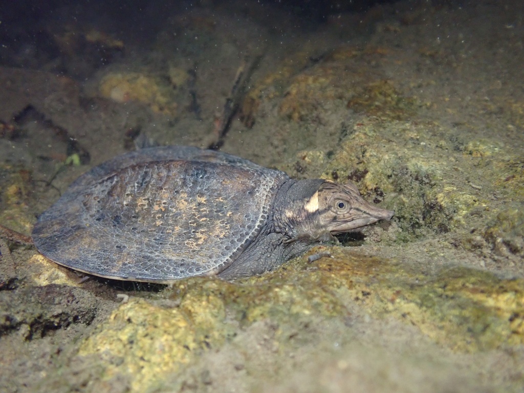 Wattle-necked Softshell Turtle in February 2021 by Tse Chung Yi ...