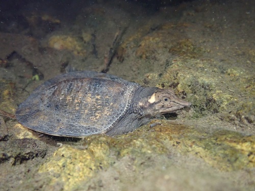 Wattle-necked Softshell Turtle