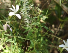 Barleria pretoriensis