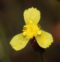 Xyris capensis