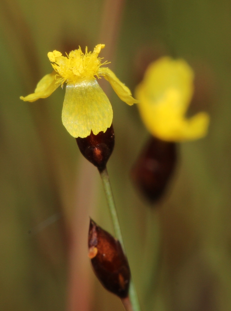 Xyris capensis (Xyris capensis)