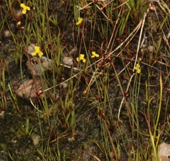 Xyris capensis