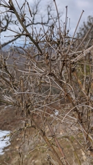 Hippocrepis emerus emeroides