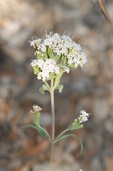 Stevia lemmonii