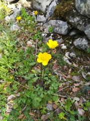 Ranunculus ollissiponensis
