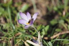 Andrena bicolor